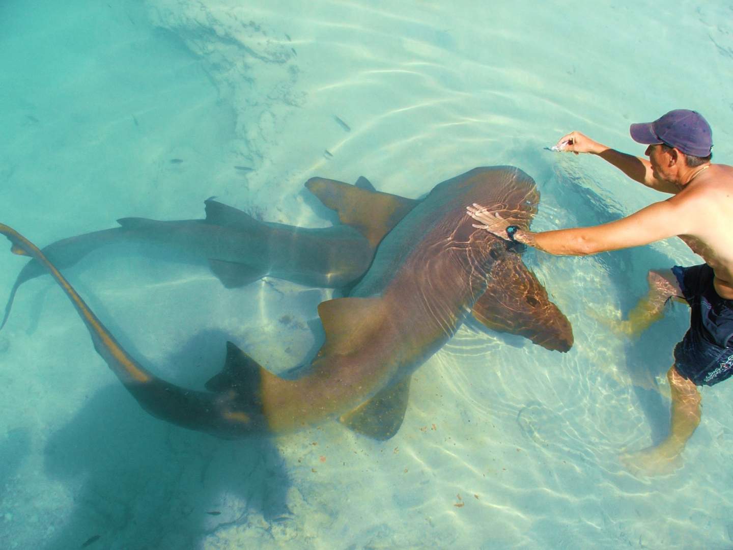 Shark Encounter At Ocean World Adventure Park In Puerto Plata Book
