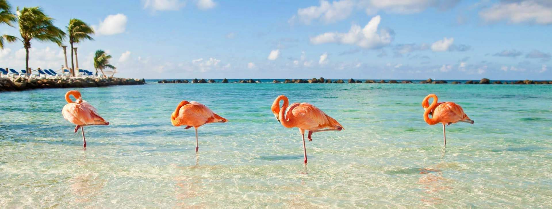 Flamingos relax on the Reneissance Island in Aruba