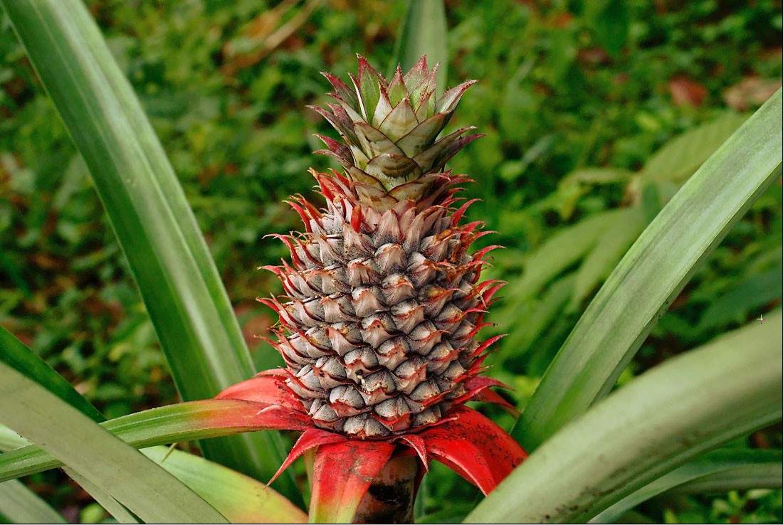 Black pineapple: The local pineapple, planted by the Arawaks. Its name refers to the dark green color of the fruit, when the fruit is the sweetest. 