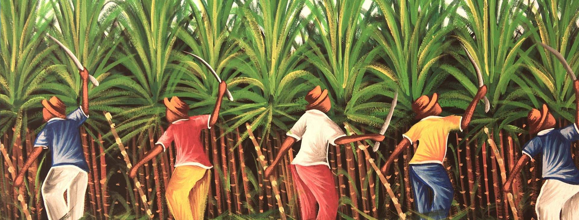 Sugar cane has been one of the most important crops in Guadeloupe and many other Caribbean islands