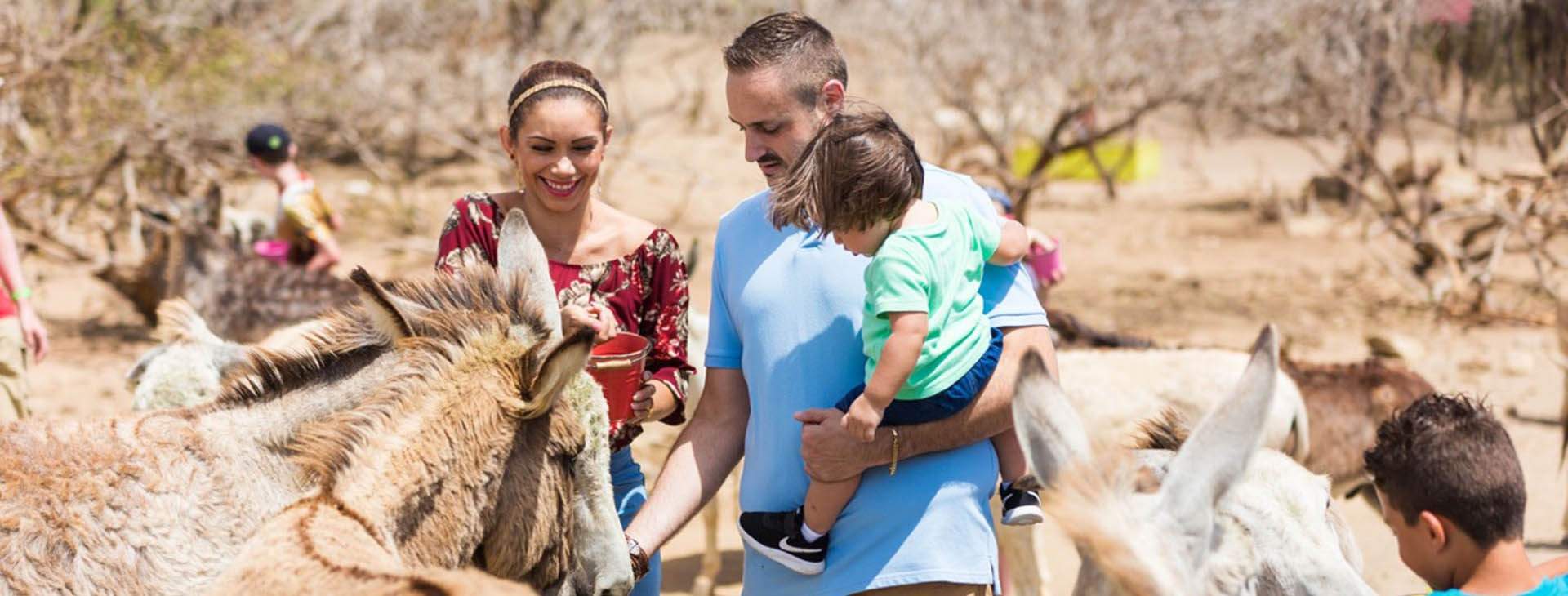 If you get there early, you can help with the daily chores of feeding and caring for the donkeys, a great and educational experience for children!