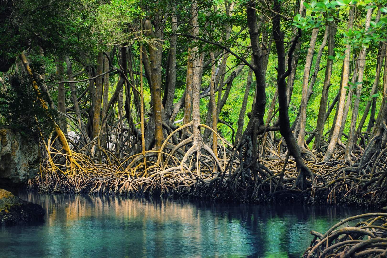 Take a guided tour through the mangrove forests of Los Haitises National Park for an unparalleled experience
