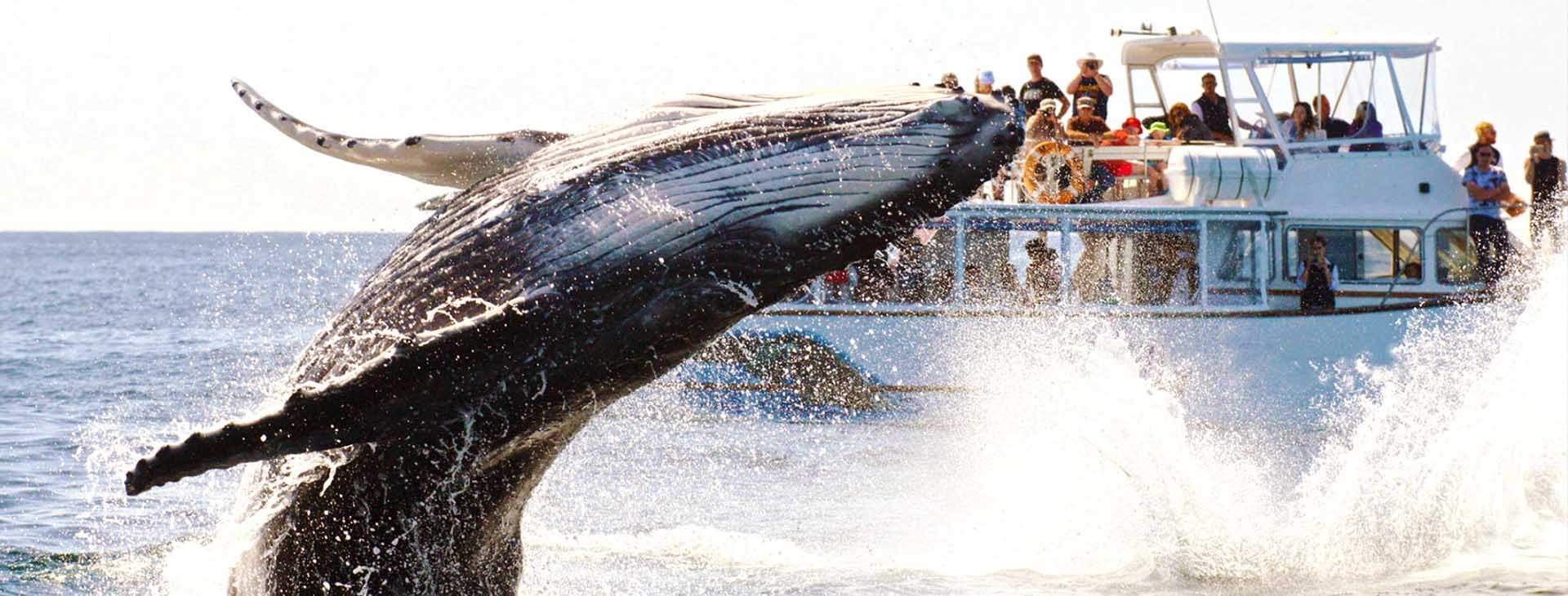 Choose from different whale watching excursion in the Samaná Bay