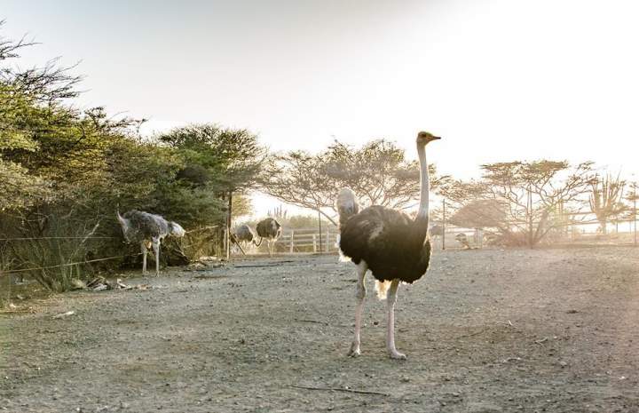 Safari Ostrich Farm