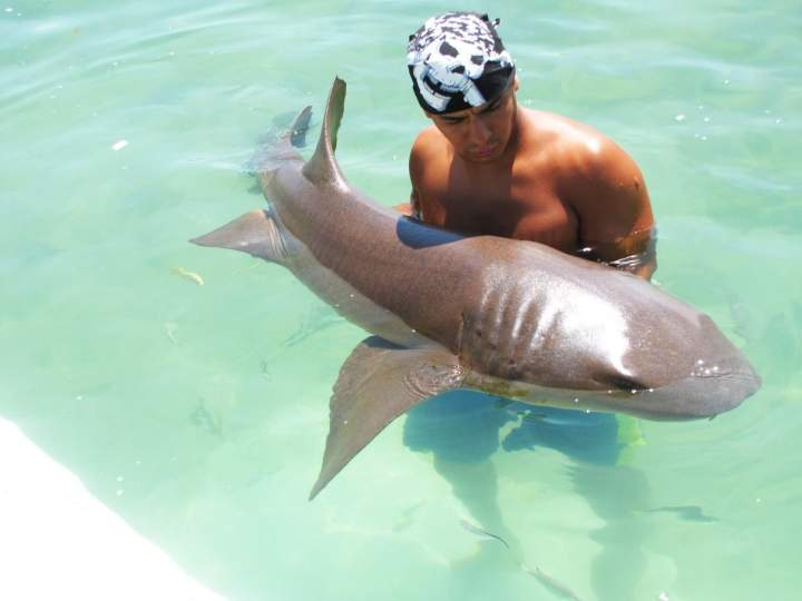 Shark Encounter At Ocean World Adventure Park In Puerto Plata Book