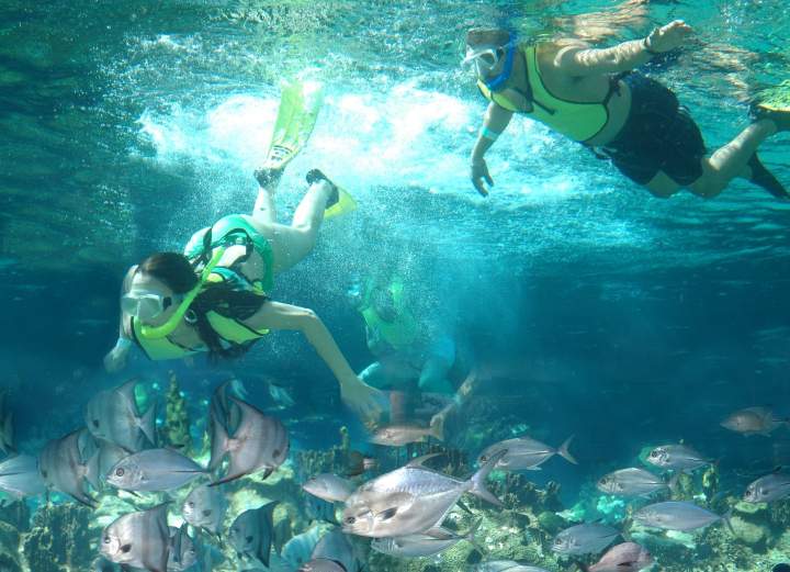 Shark Encounter At Ocean World Adventure Park In Puerto Plata Book