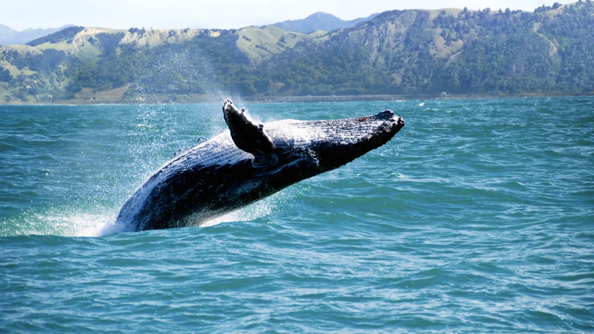 Whale Watching Tour in the Samana Bay from Las Galeras - Half Day