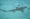 Blacktip shark