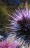 sea urchin upclose