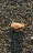 Sand flea