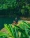 Jamaica