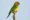 Brown-throated parakeet (Prikichi)