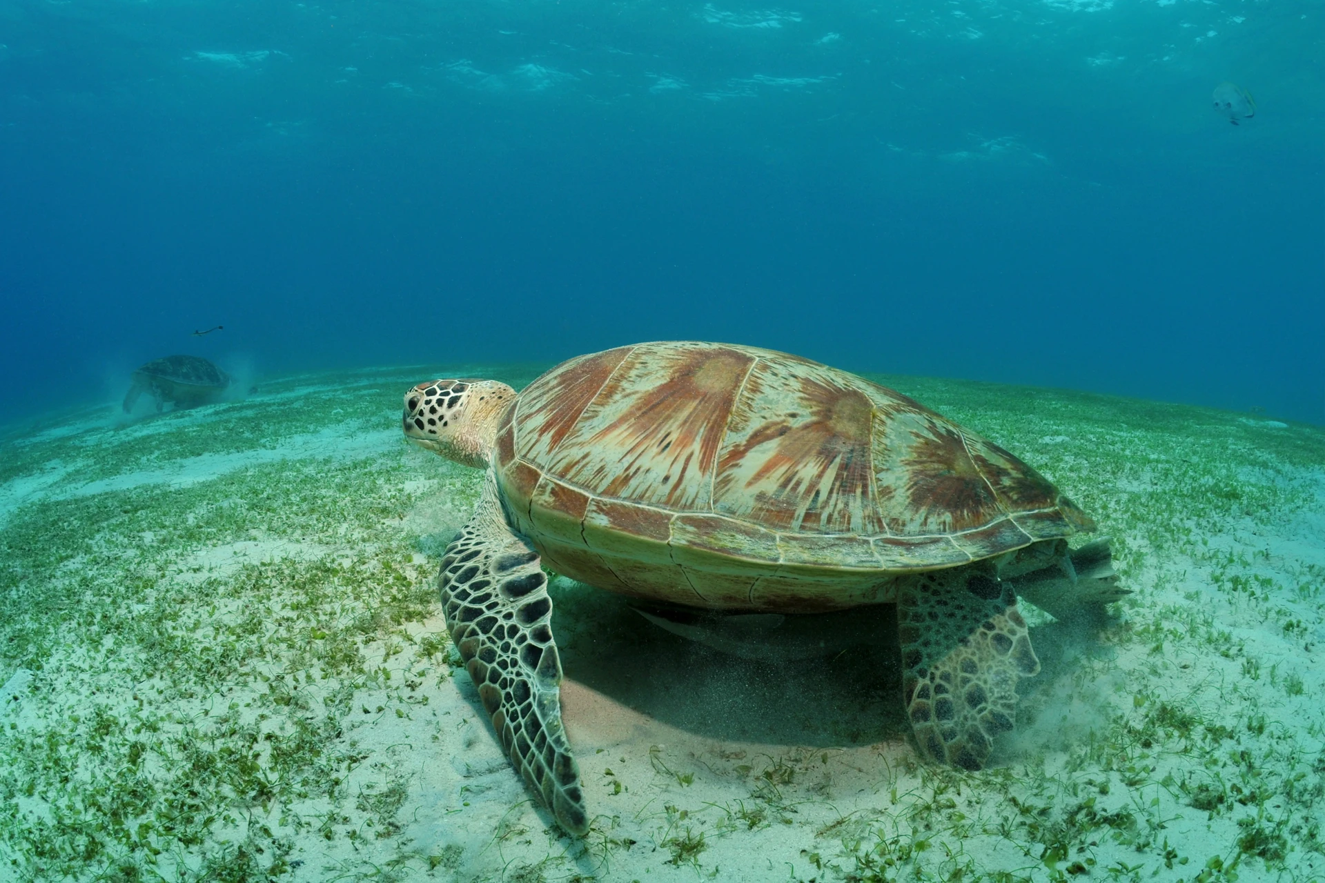 Hawksbill turtle in St. Maarten