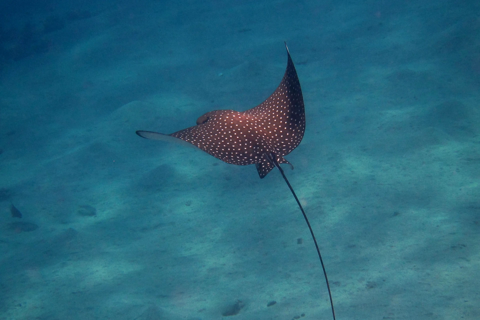 Spotted eagle ray in St. Maarten