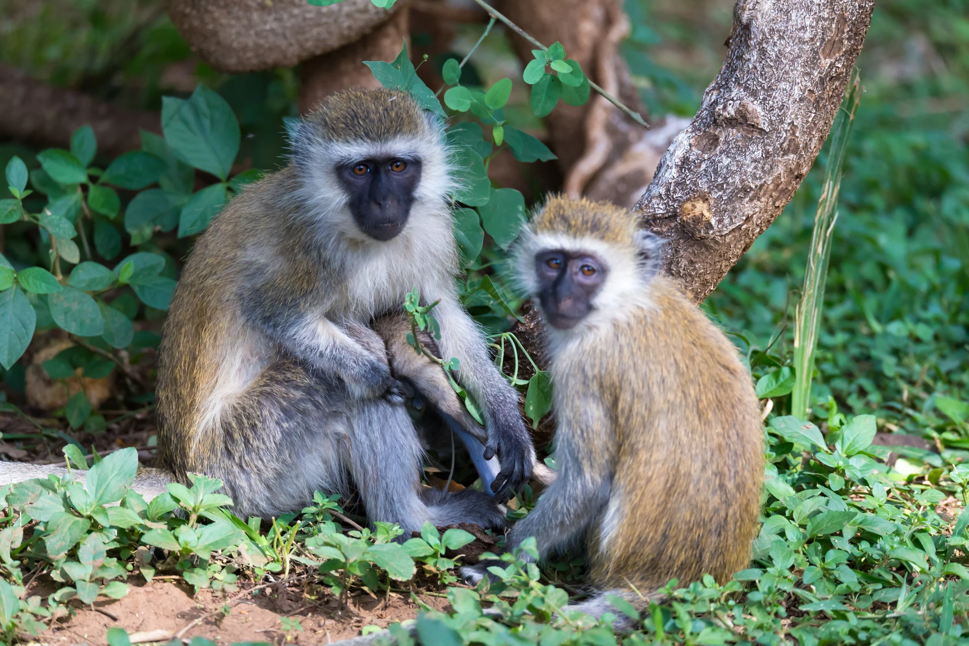 Vervet monkey in St. Maarten
