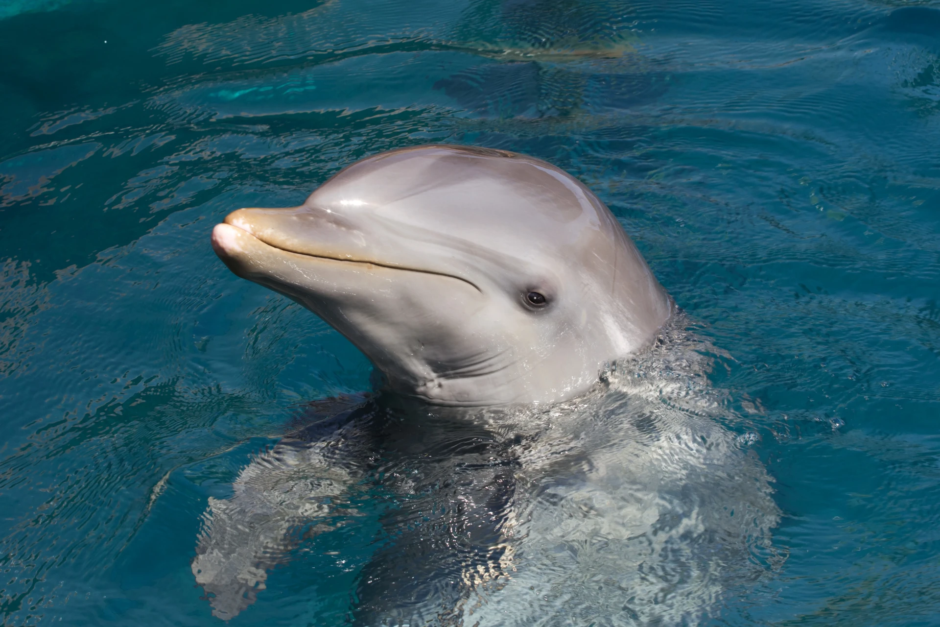 Bottlenose dolphin in St. Maarten
