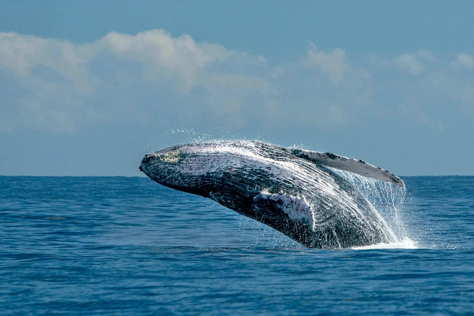 Humpback whale in St. Maarten
