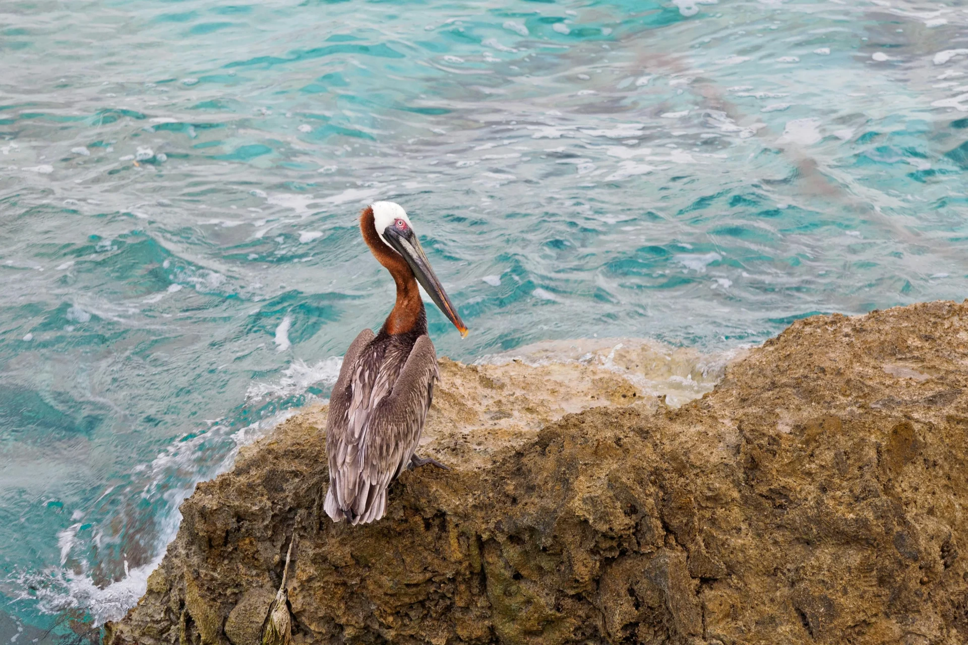 Pelican Rock St. Maarten bird watching