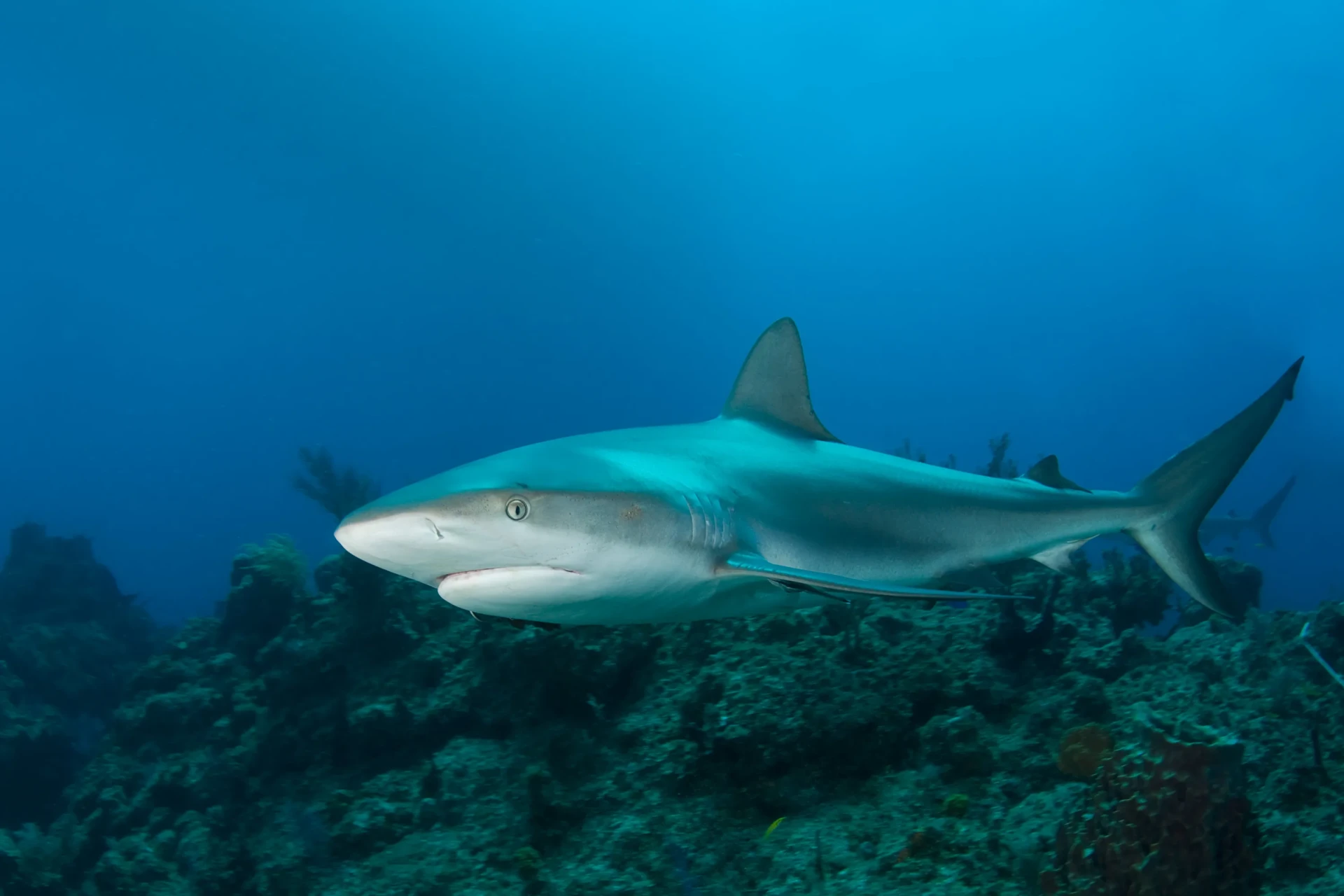 Caribbean reef shark in St. Maarten