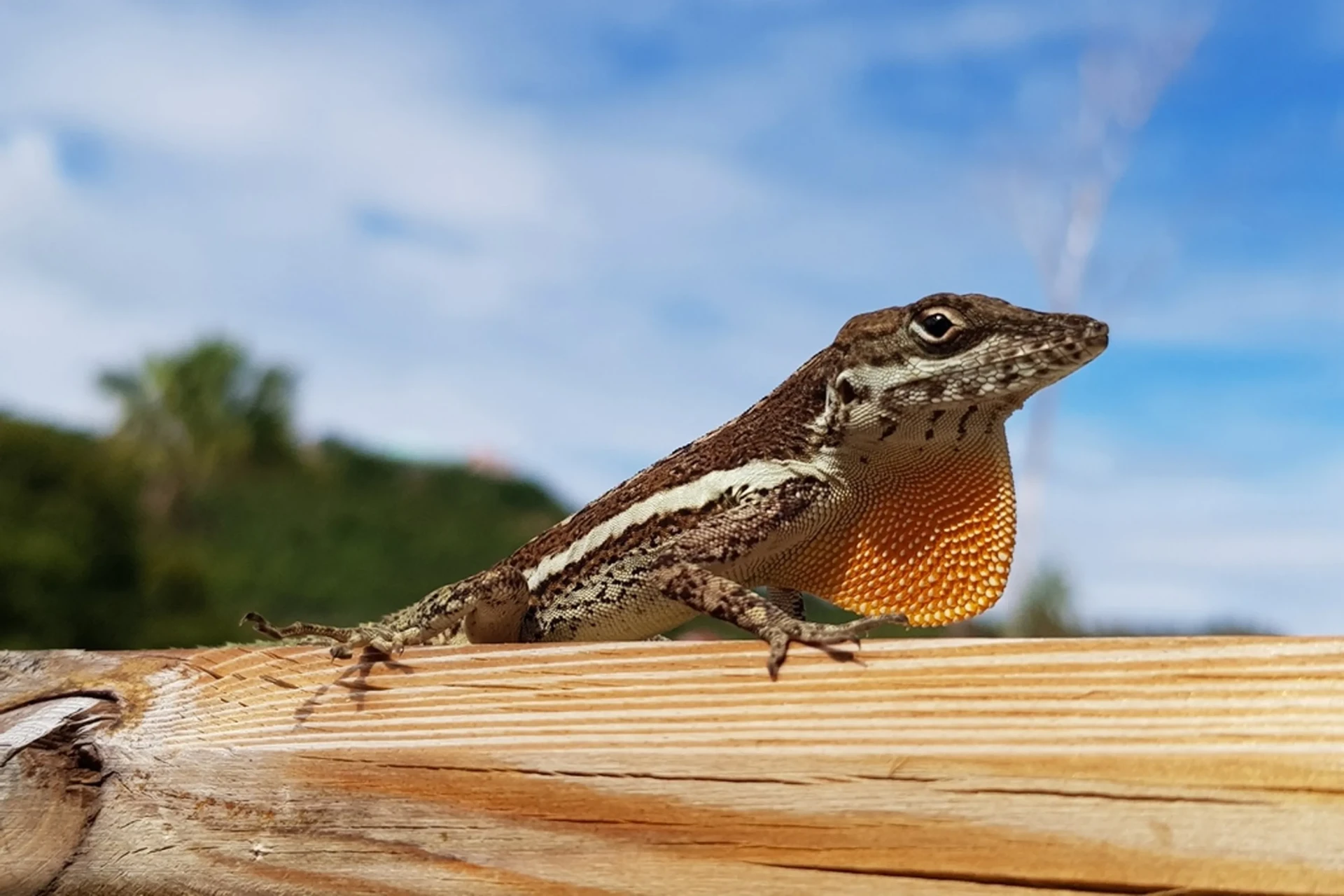 Anguilla tree bank anole in St. Maarten