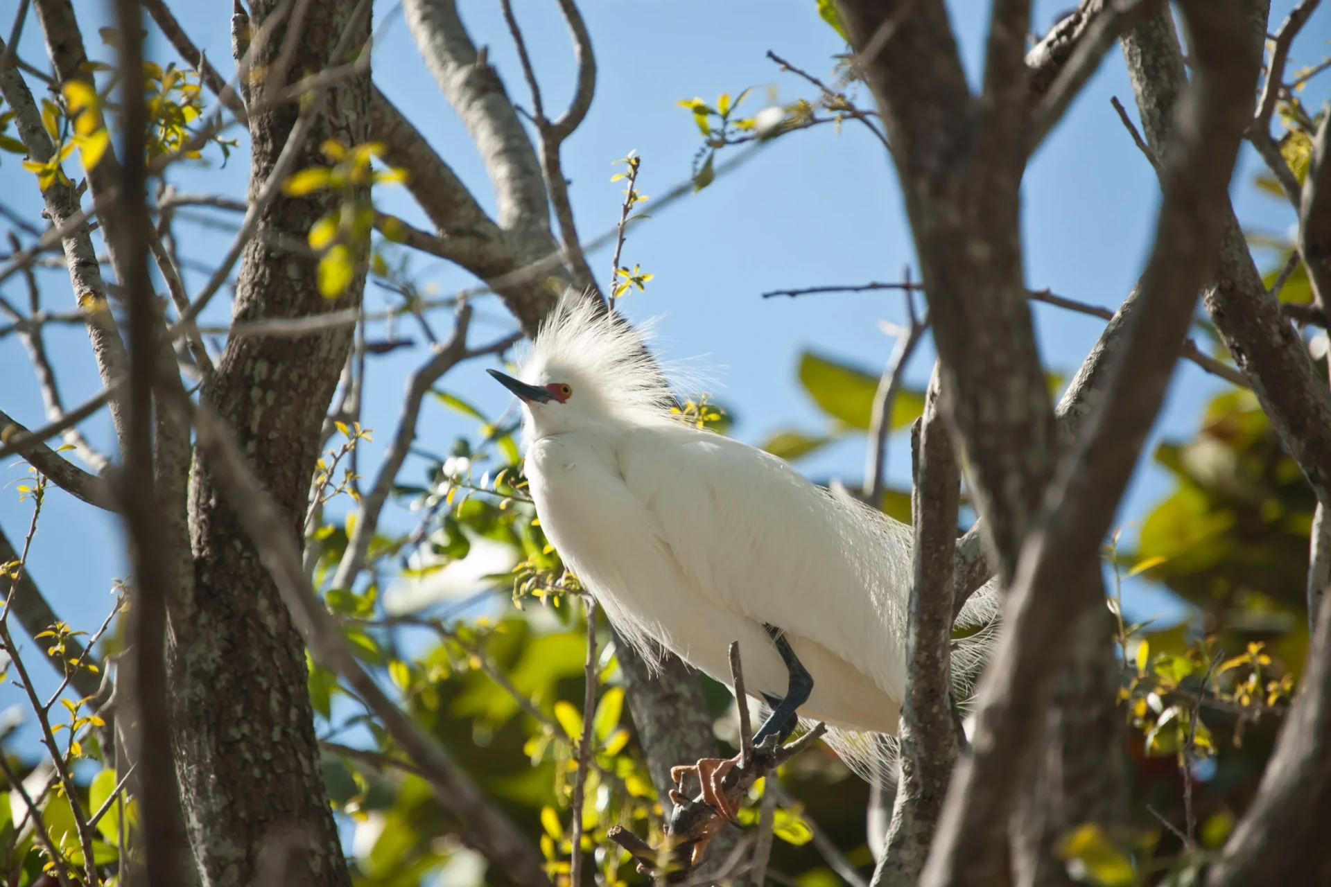 Snowy egret in St. Maarten