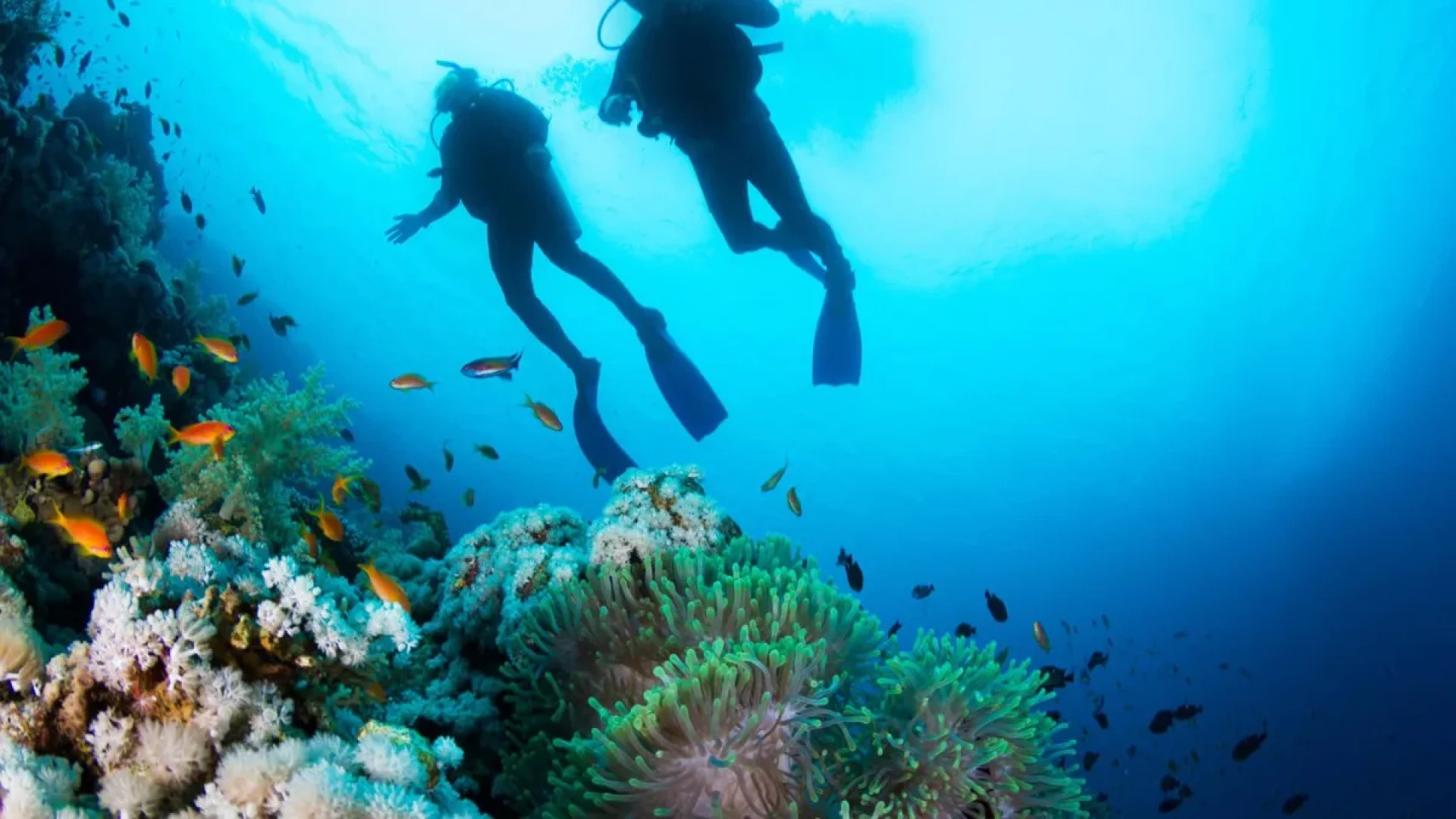 Diving in the ABC Islands