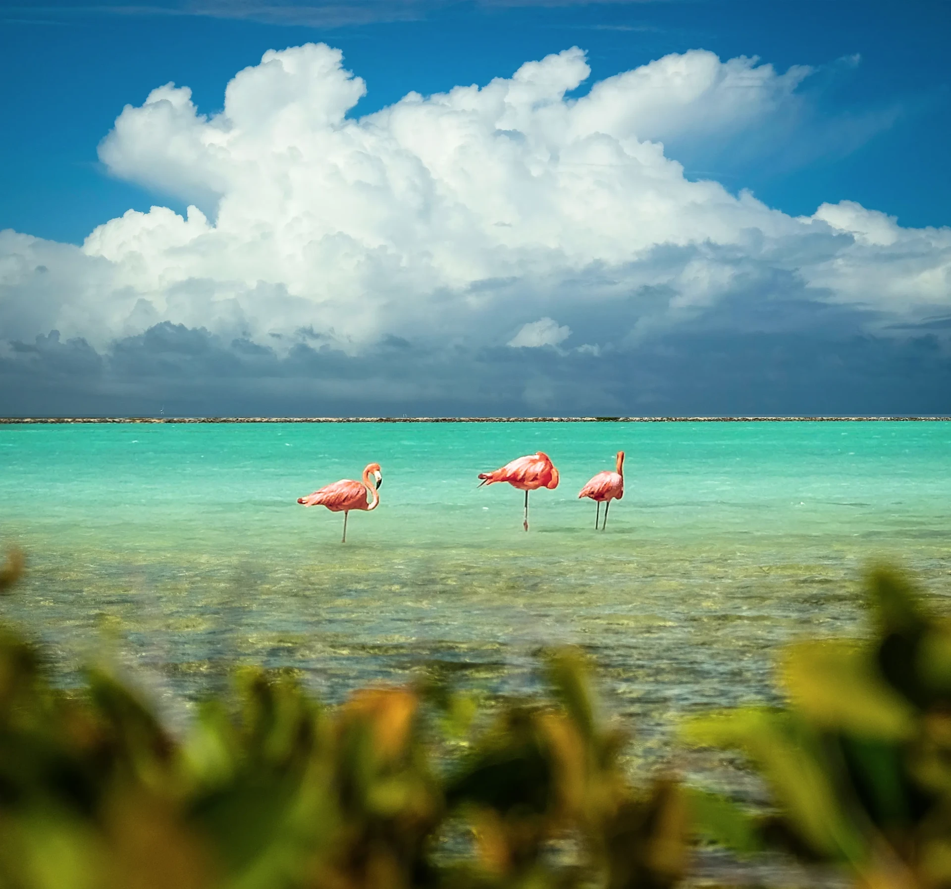 Bonaire things to do