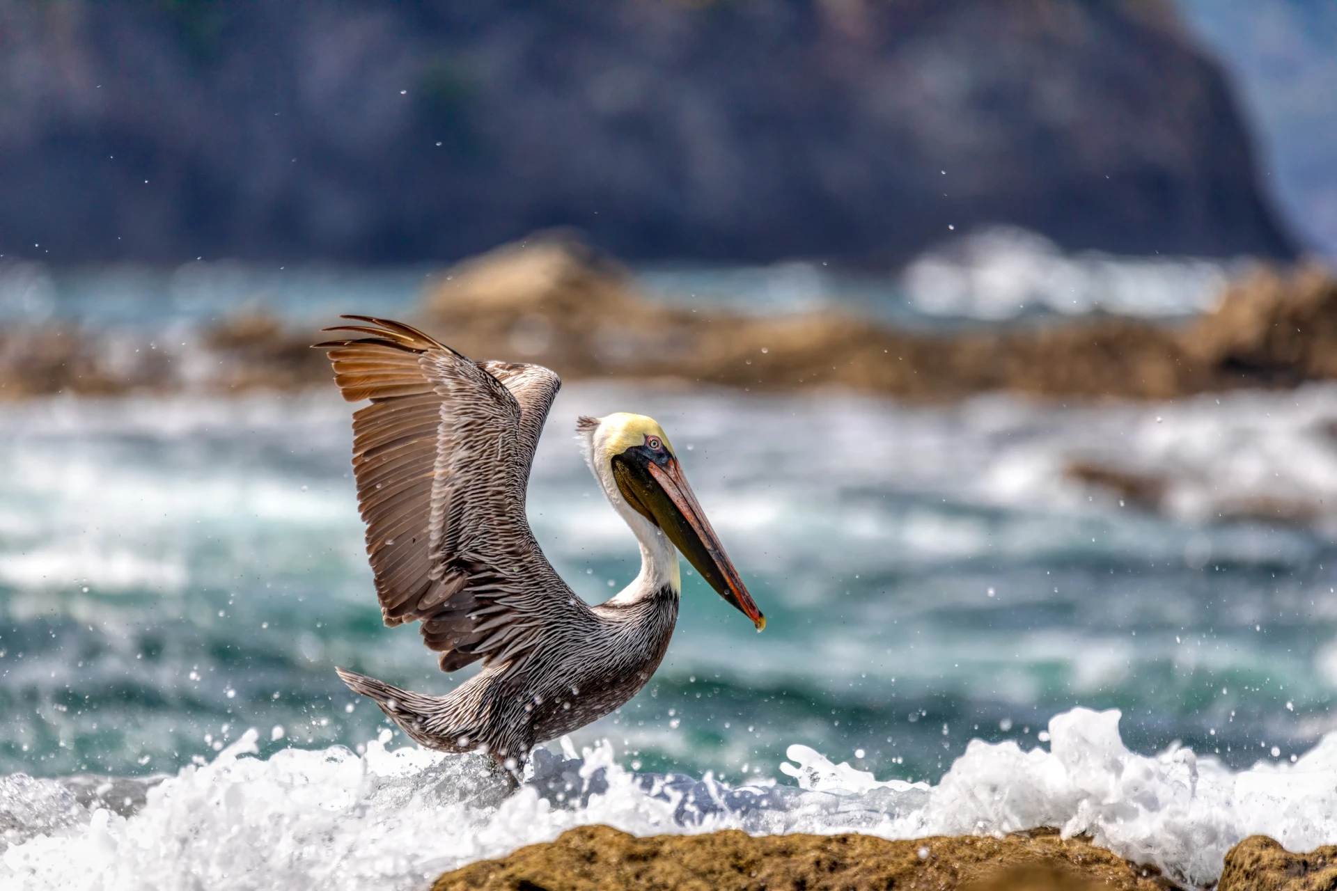 Brown pelican in St. Maarten