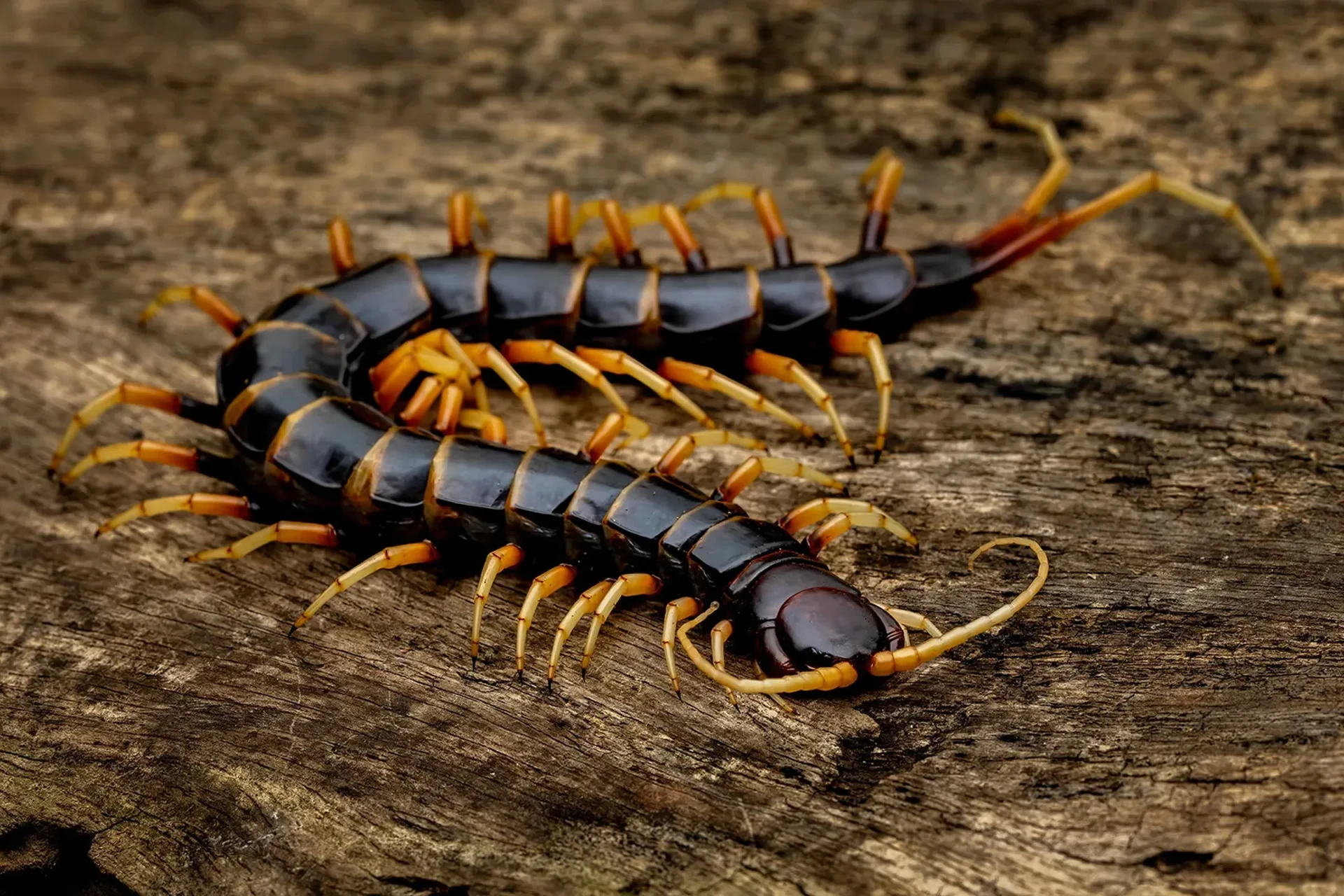 Giant centipede in St. Maarten