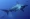 Hammerhead sharks in the Caribbean