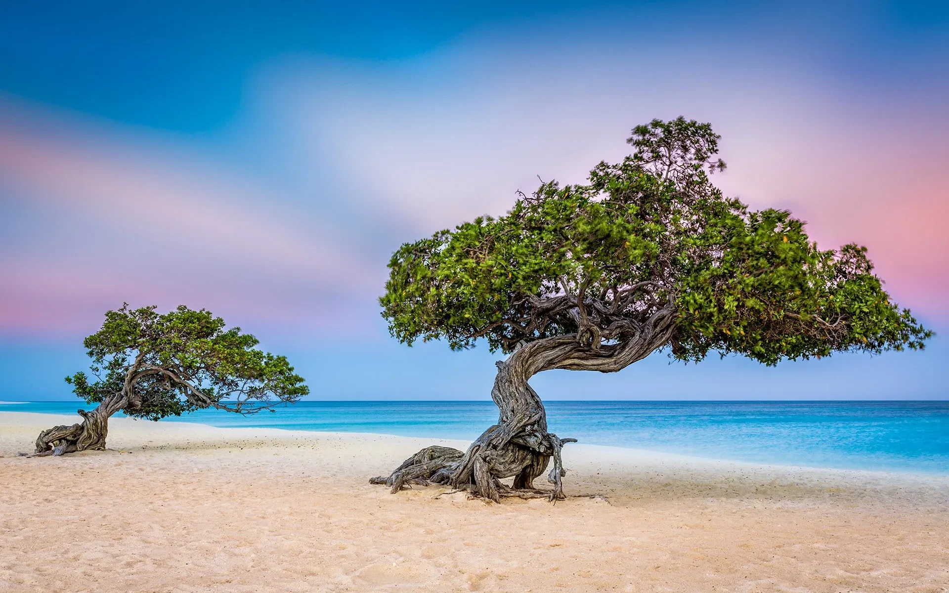 Fofoti trees on a beach in Aruba in 2025