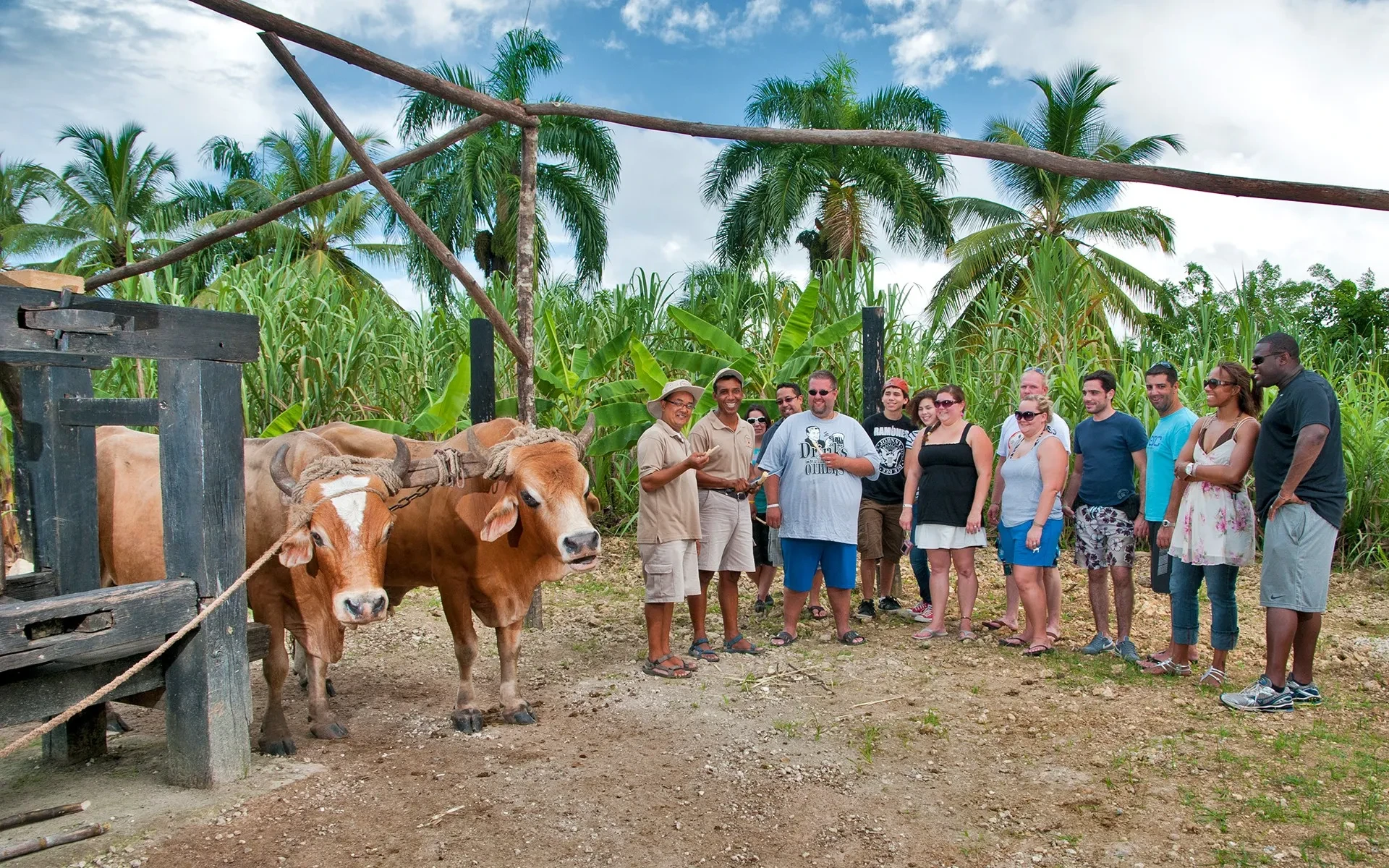 Group of tourists watching oxes in the Dominican Republic in 2025