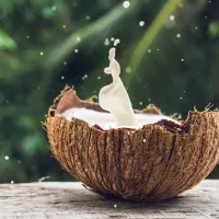 Fresh coconut with high nutrition value in 2025