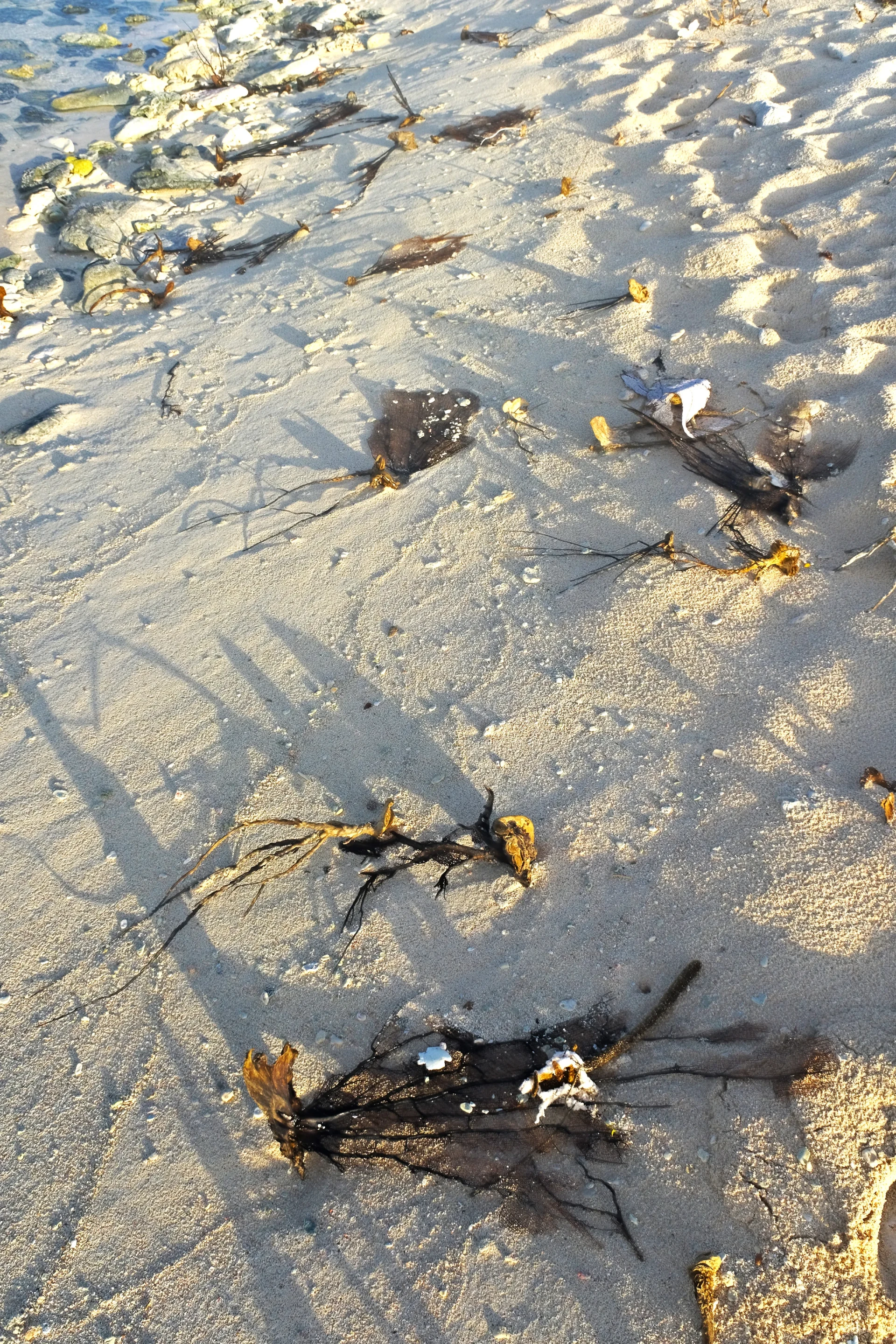 Beach di Fossil Aruba