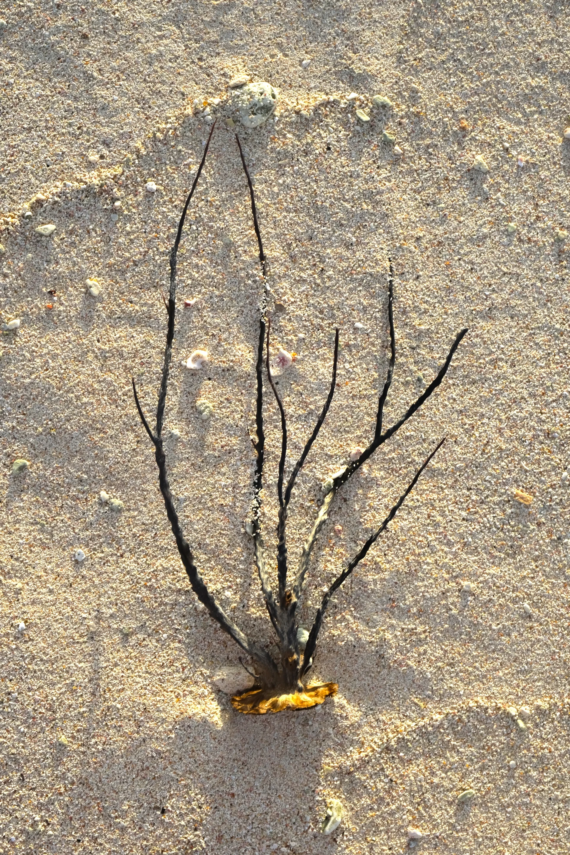 Beach di Fossil Aruba