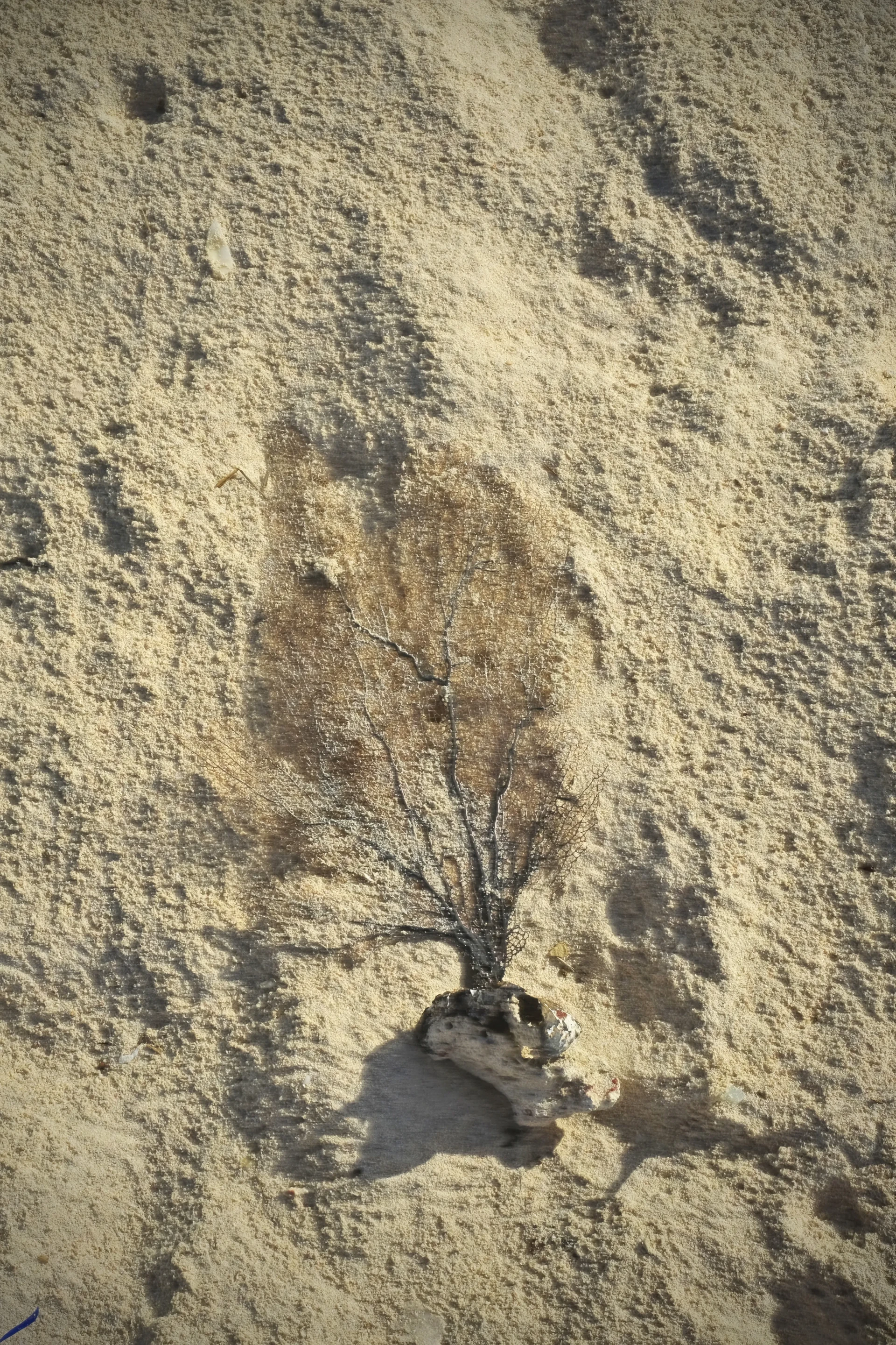 Coral at Boca Grandi Aruba