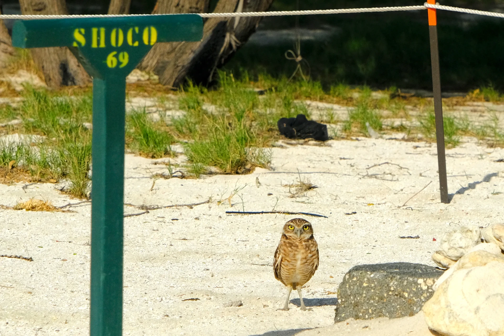 Shoco burrowing owl at Bushiri Beach Aruba