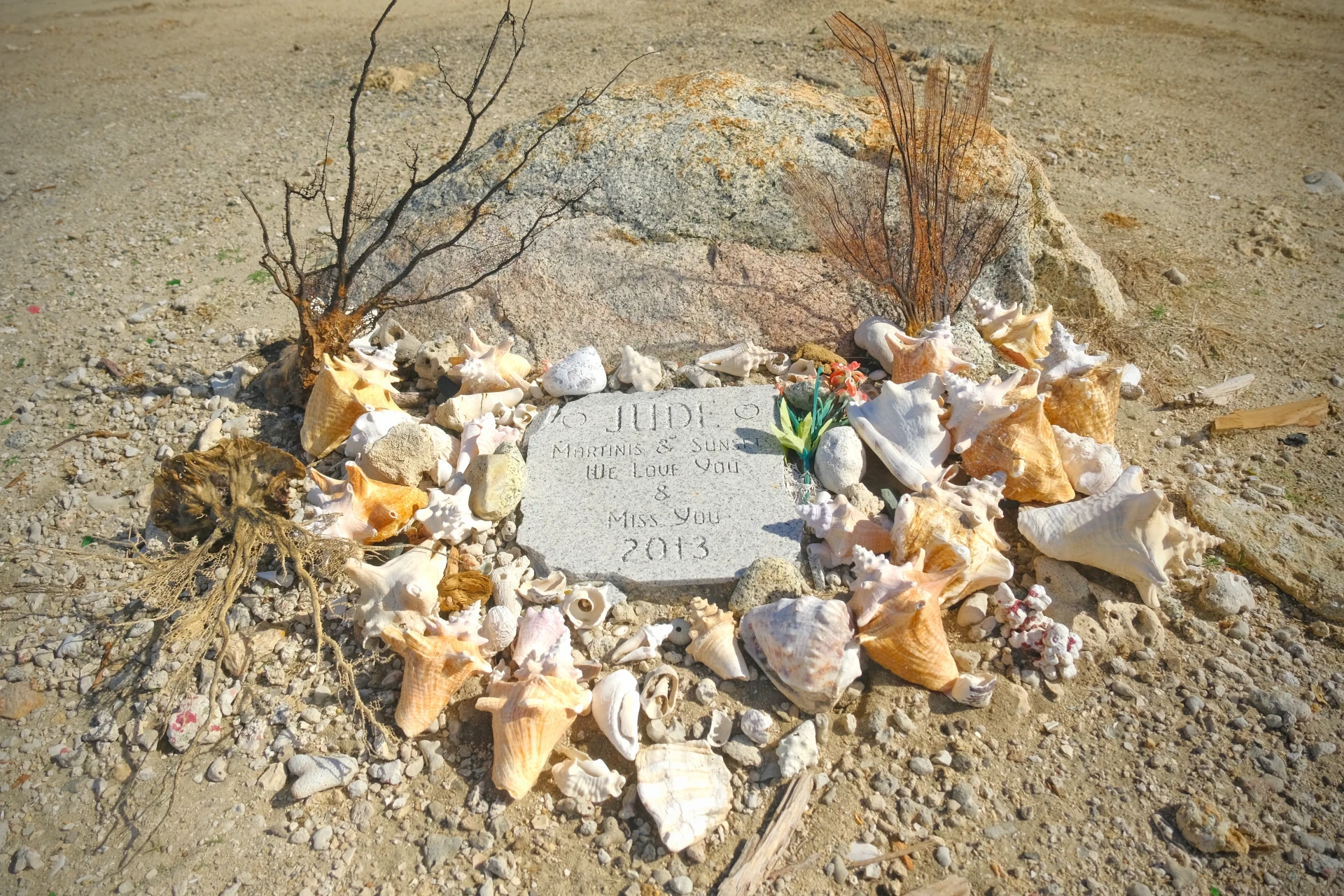 Conch Shell Beach Aruba