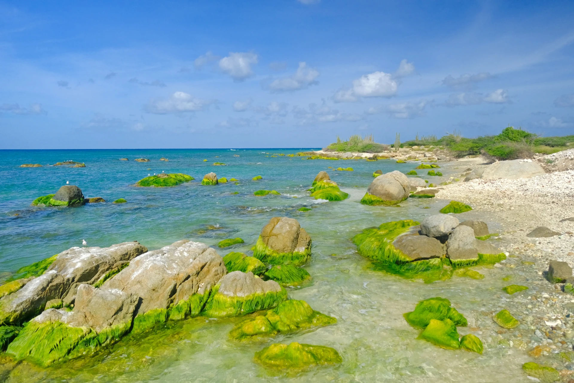 Conch Shell Beach Aruba