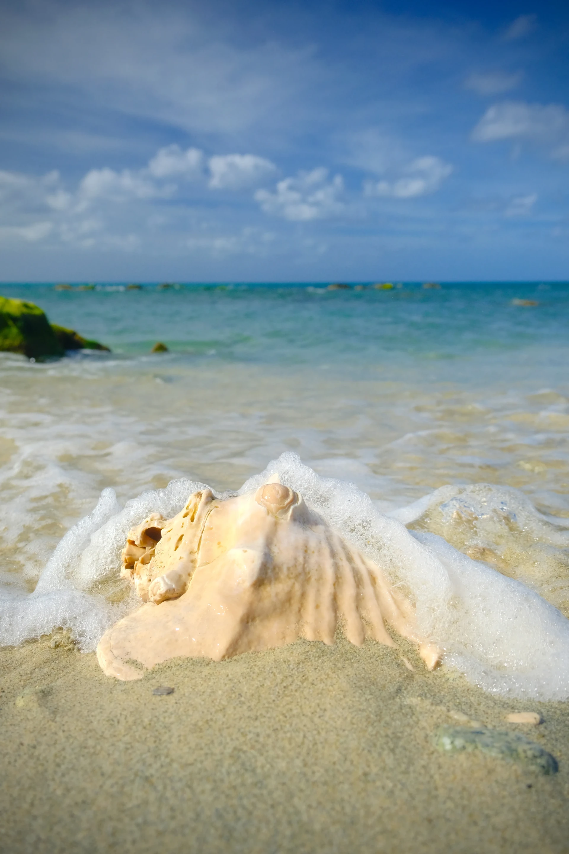 Conch Shell Beach Aruba