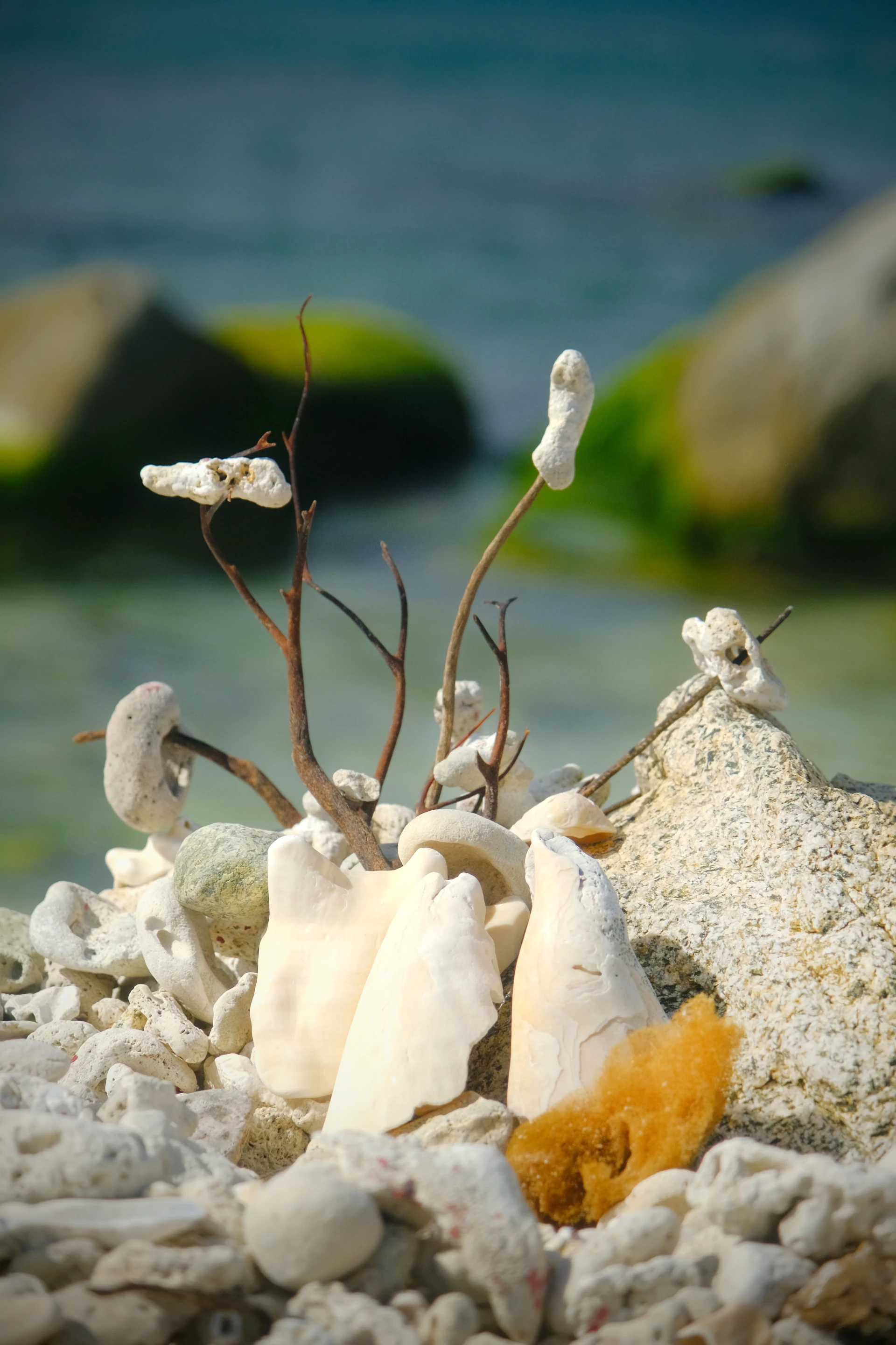 Conch Shell Beach Aruba