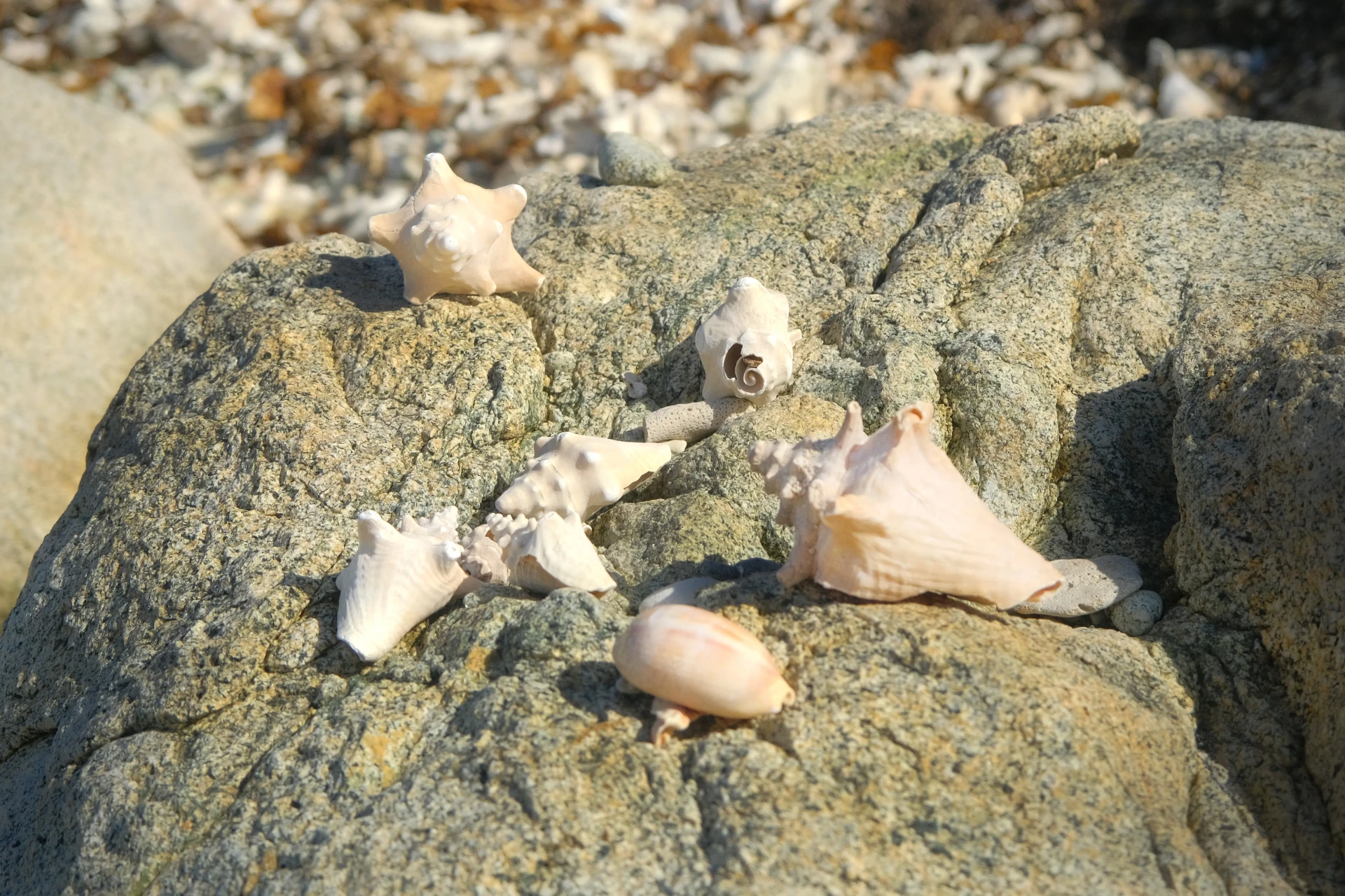 Conch Shell Beach Aruba