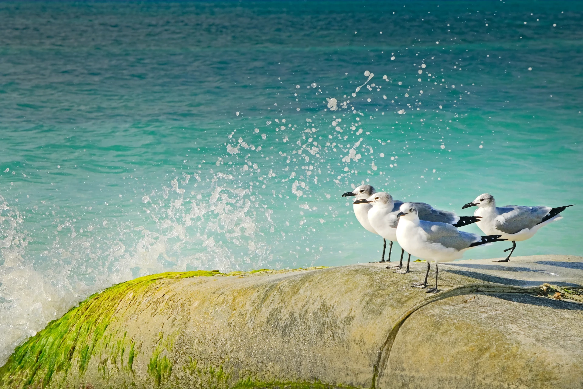 Seagulls at Druif Beach Aruba