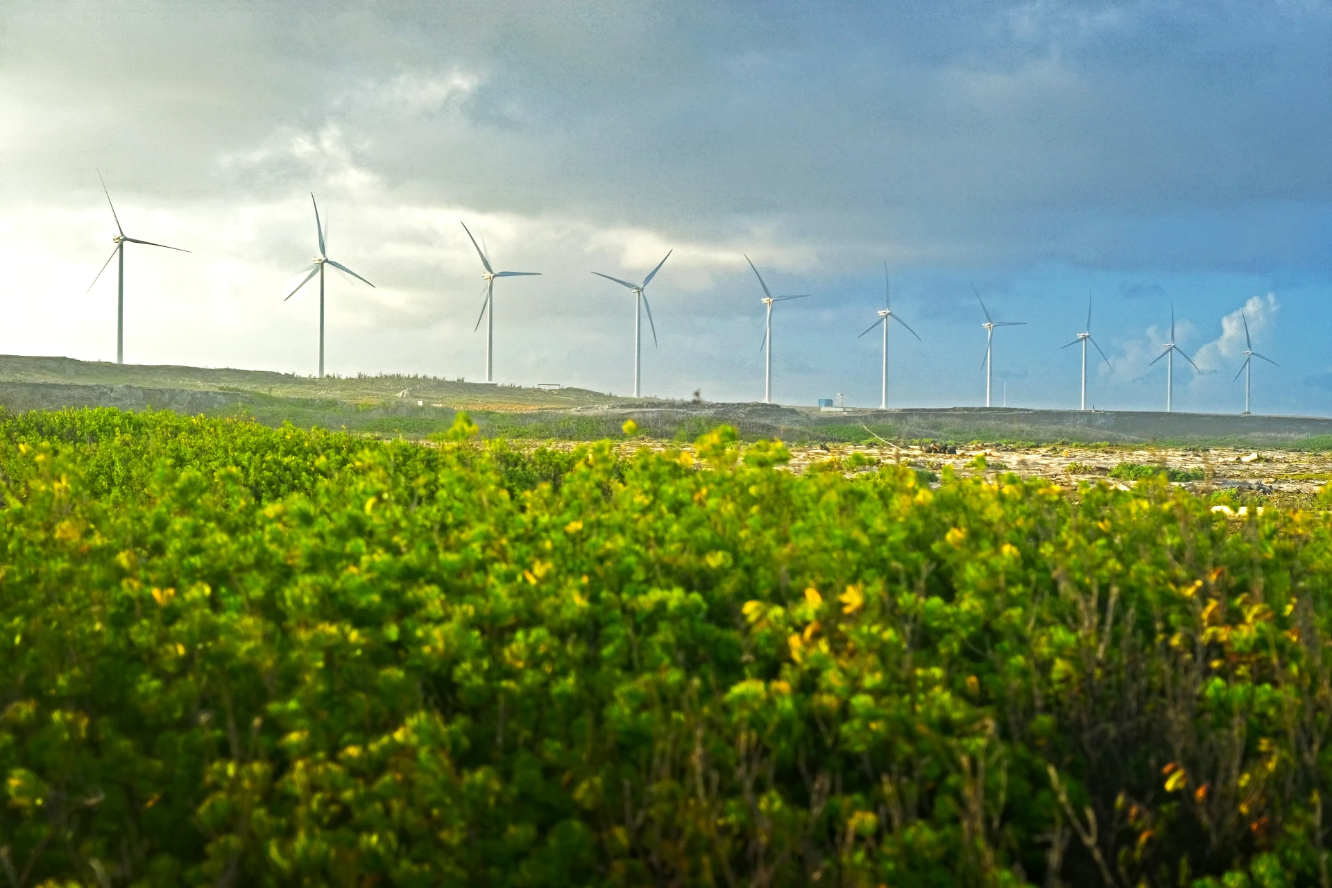 Grapefield Beach Aruba