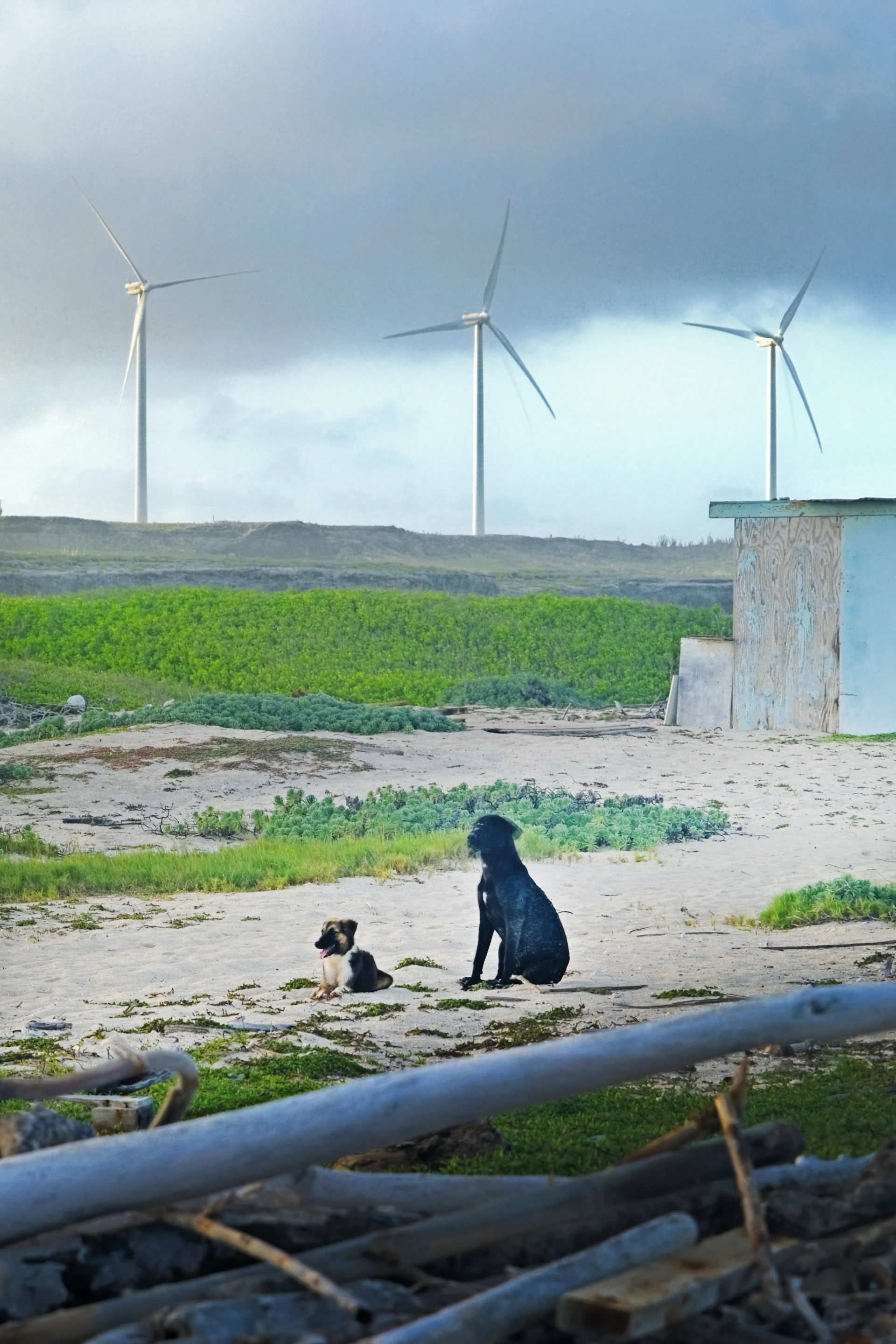 Stray dogs at Grapefield Beach Aruba