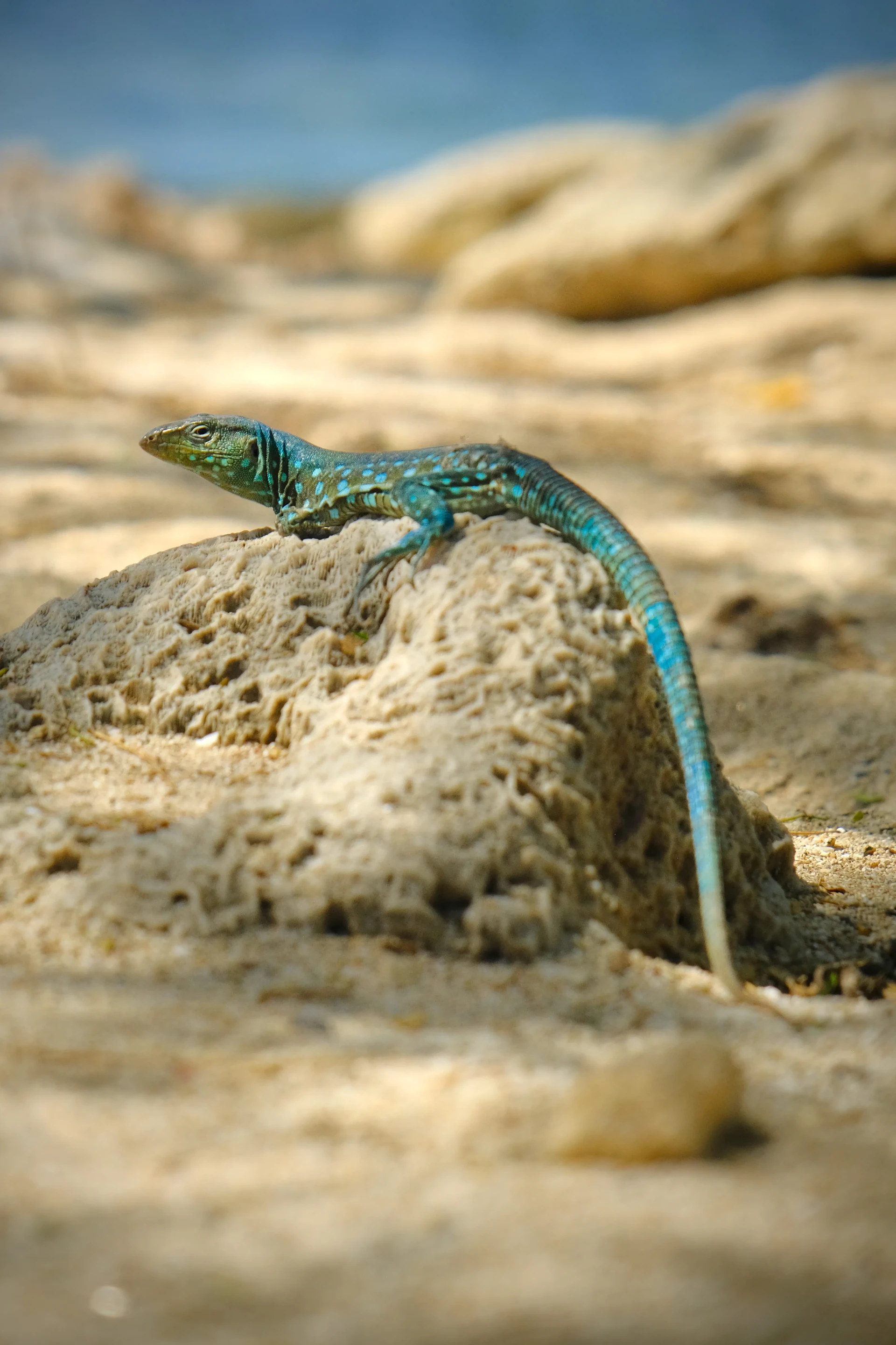 Lizard at Malmok Beach Aruba