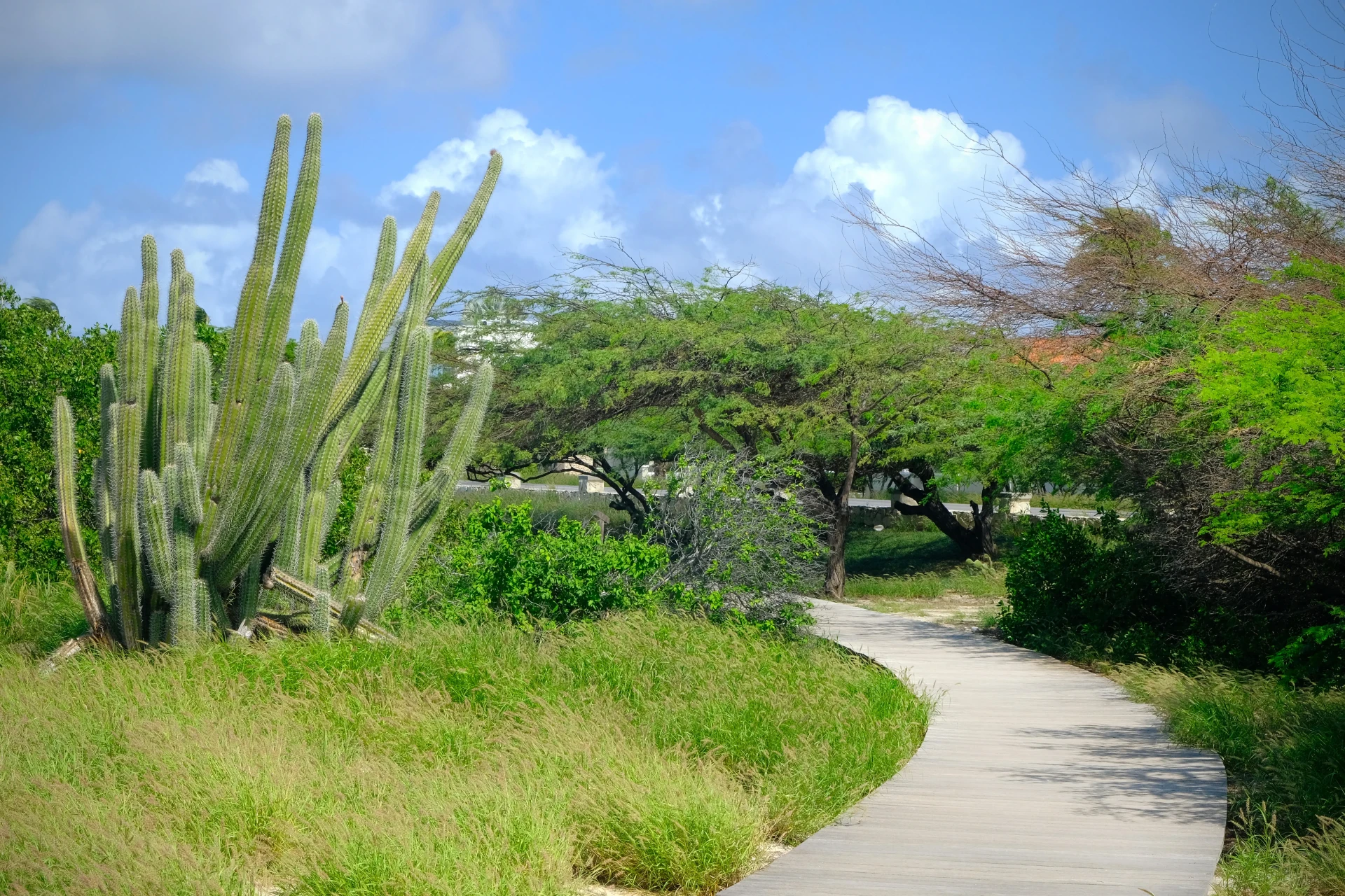 Malmok Beach Aruba boardwalk