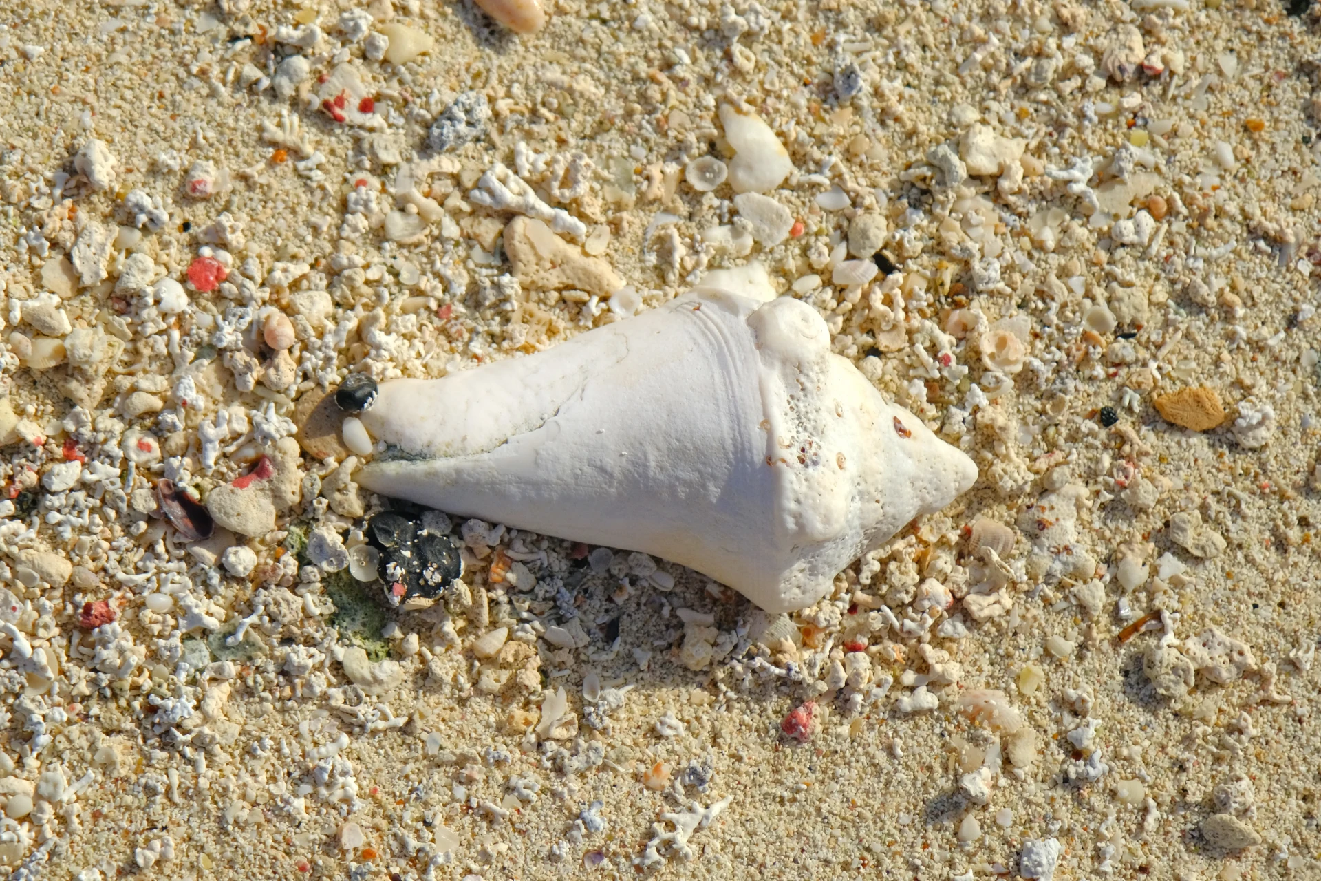 Playa de Blanca Aruba