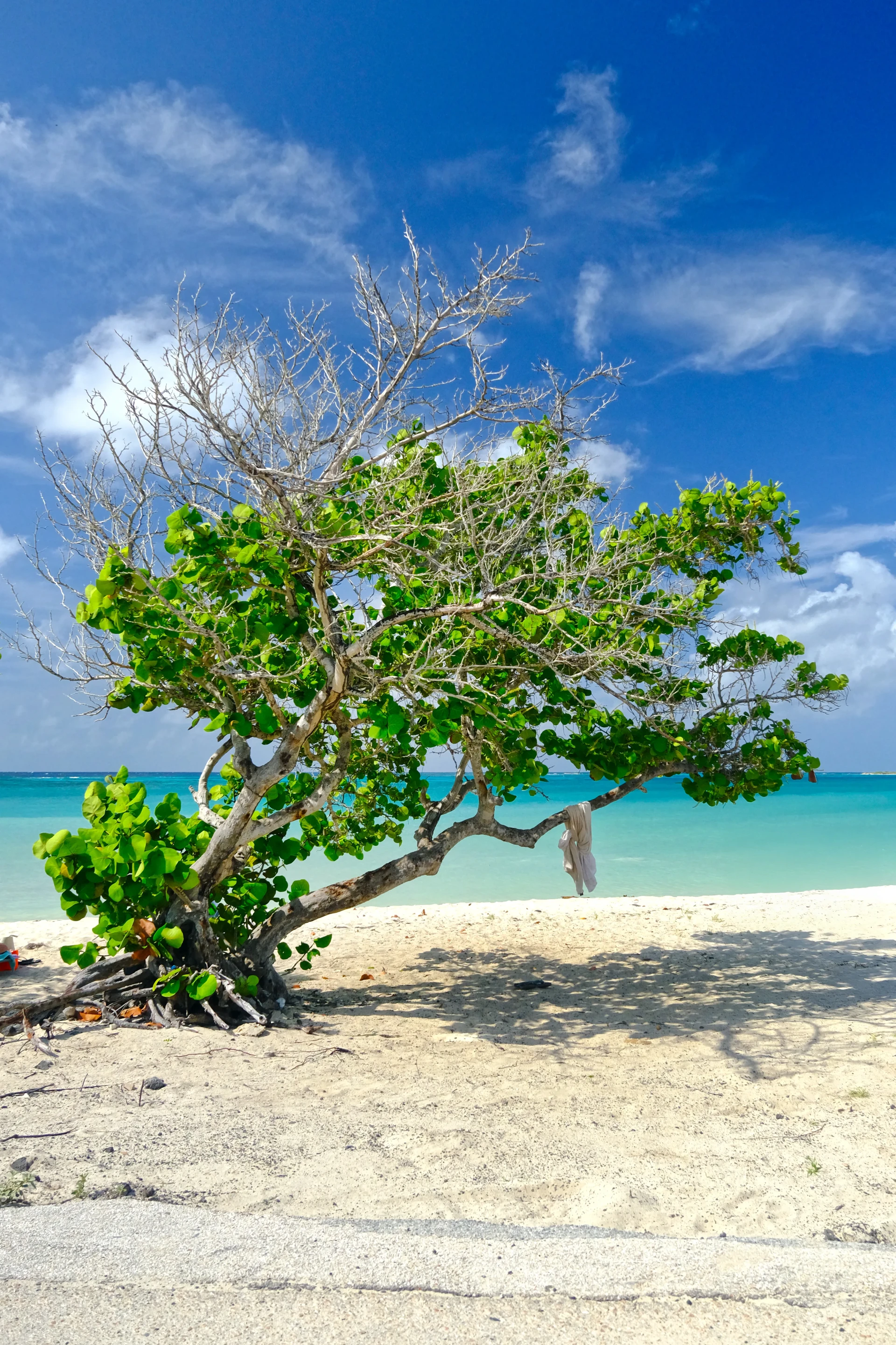 Rodger's Beach Aruba