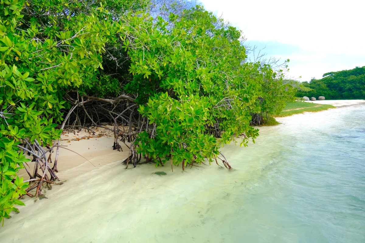 Savaneta Beach - 1